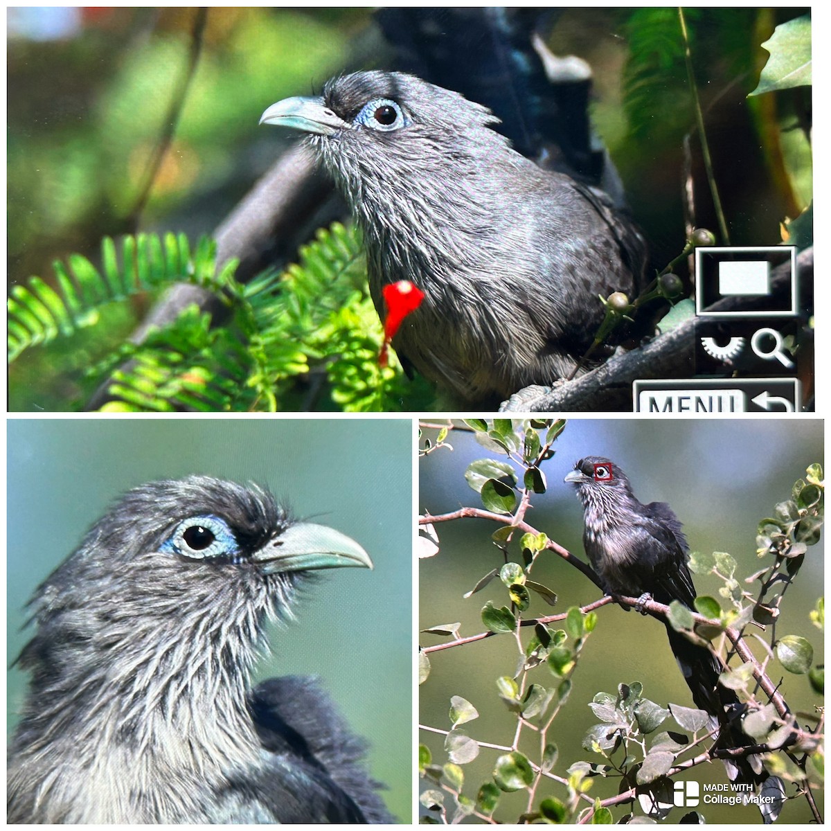 Blue-faced Malkoha - ML647336886