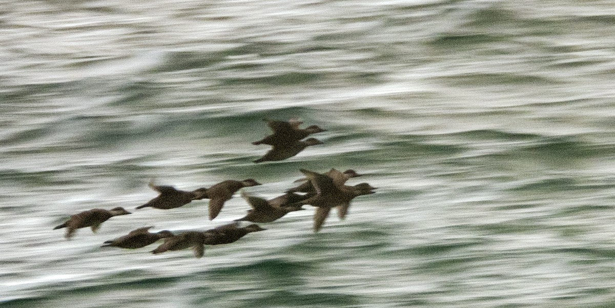 turpan žlutozobý - ML647336896