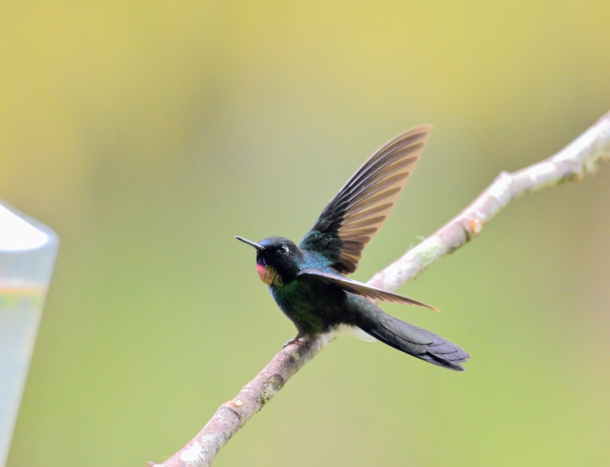 Tourmaline Sunangel - ML647336898