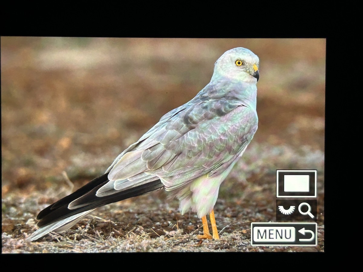 Pallid Harrier - ML647336900