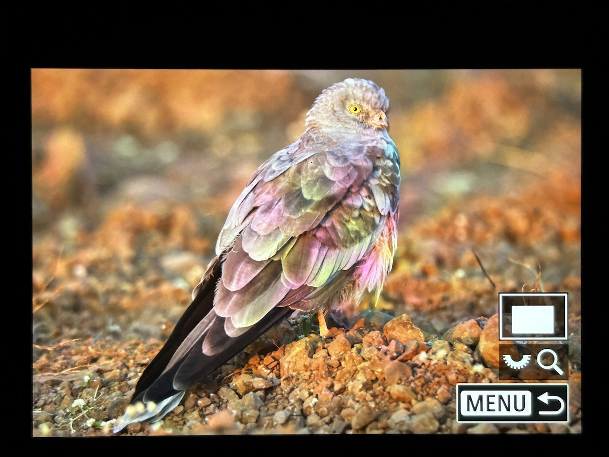 Montagu's Harrier - ML647336902