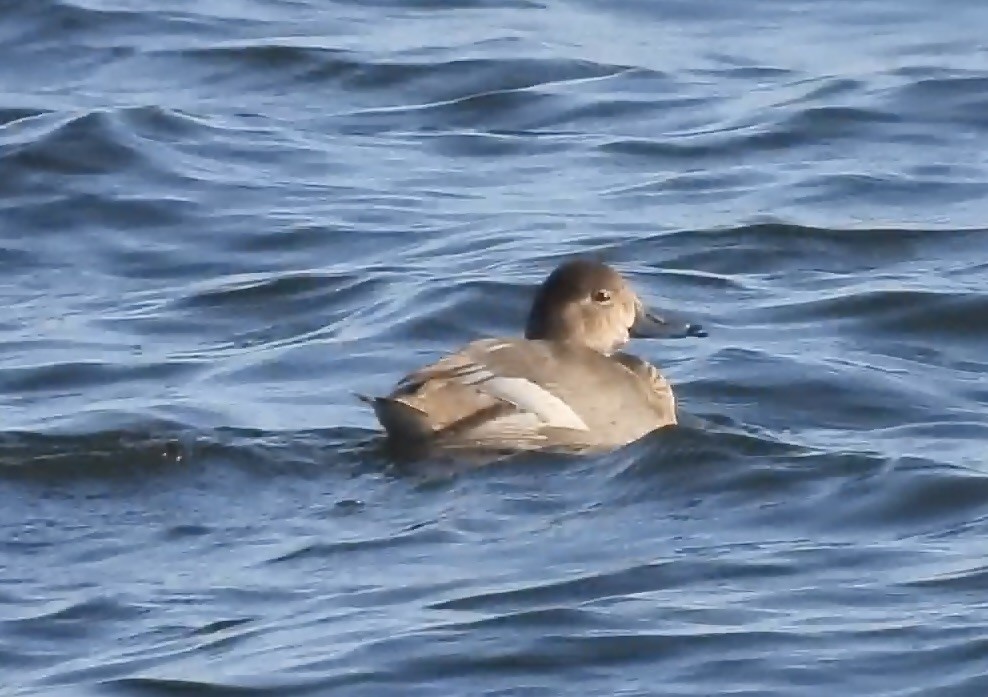 Rotkopfente - ML647336904