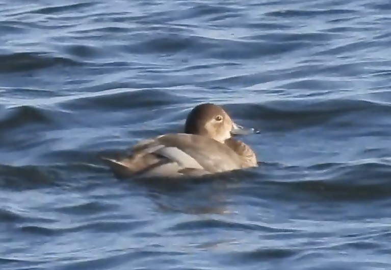 Rotkopfente - ML647336905