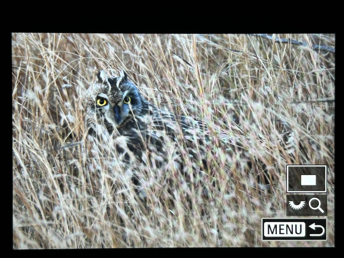 Zingira-hontza - ML647336906