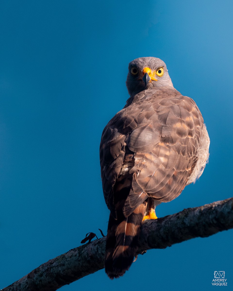 Roadside Hawk - ML647336908