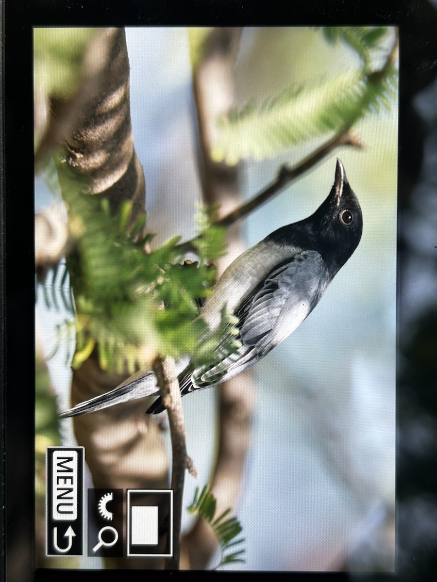 Black-headed Cuckooshrike - ML647336909