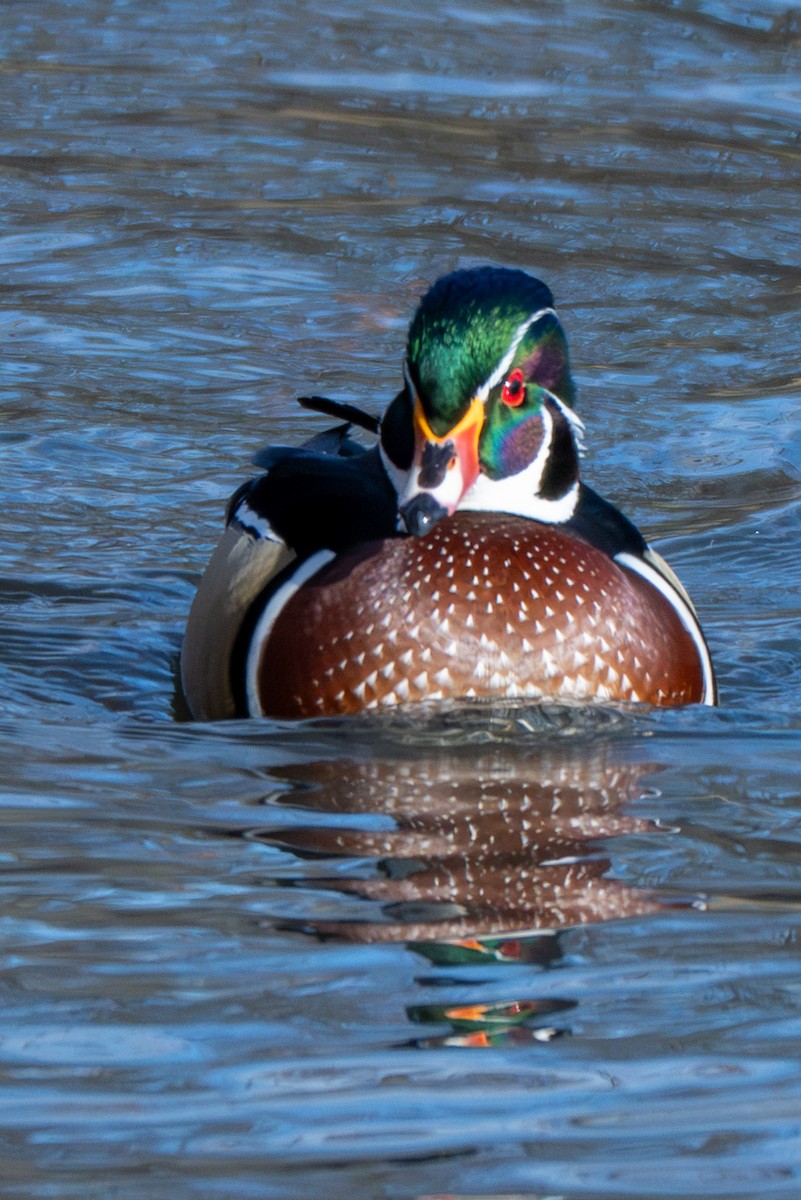 Ahate karolinarra - ML647336912