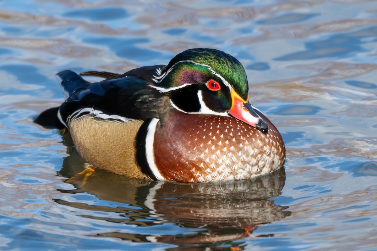 Ahate karolinarra - ML647336916