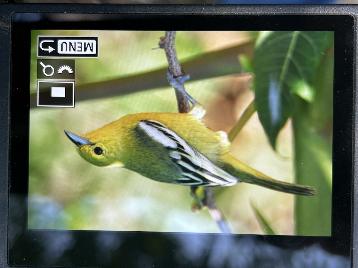 Common Iora - ML647336920