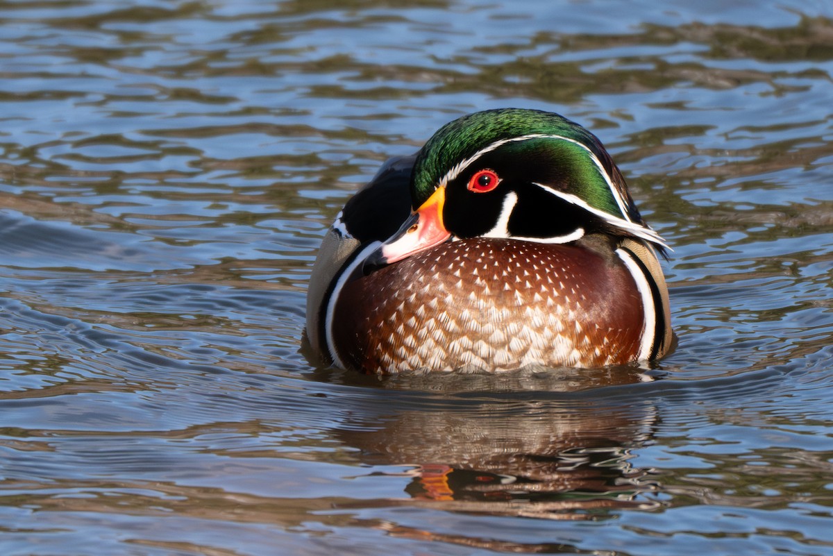 Ahate karolinarra - ML647336921