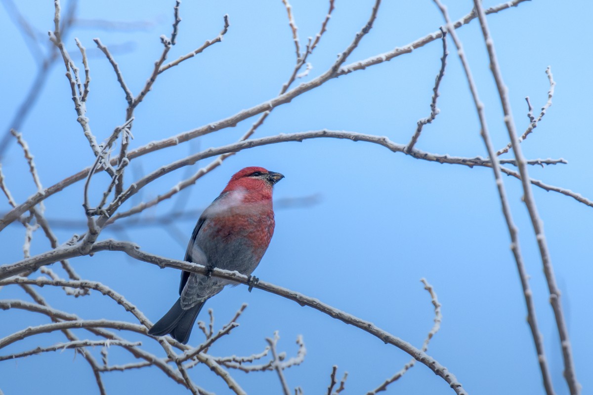 Pinu-gailupa - ML647336927