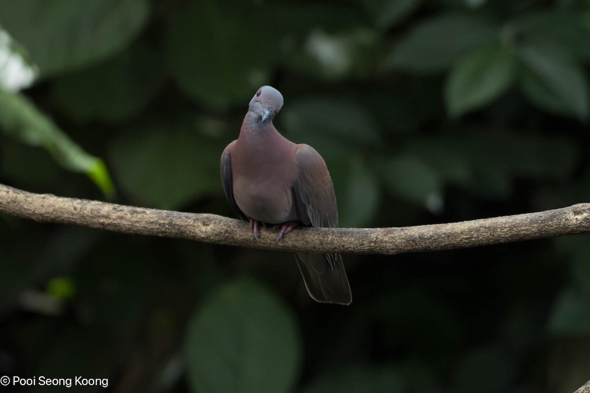 Pale-vented Pigeon - ML647336928