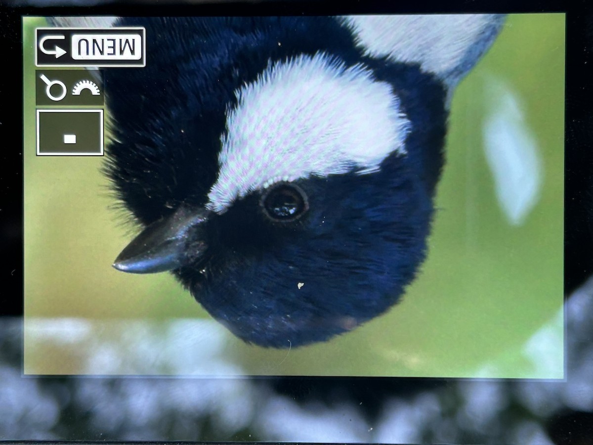 Asian Tit - ML647336945