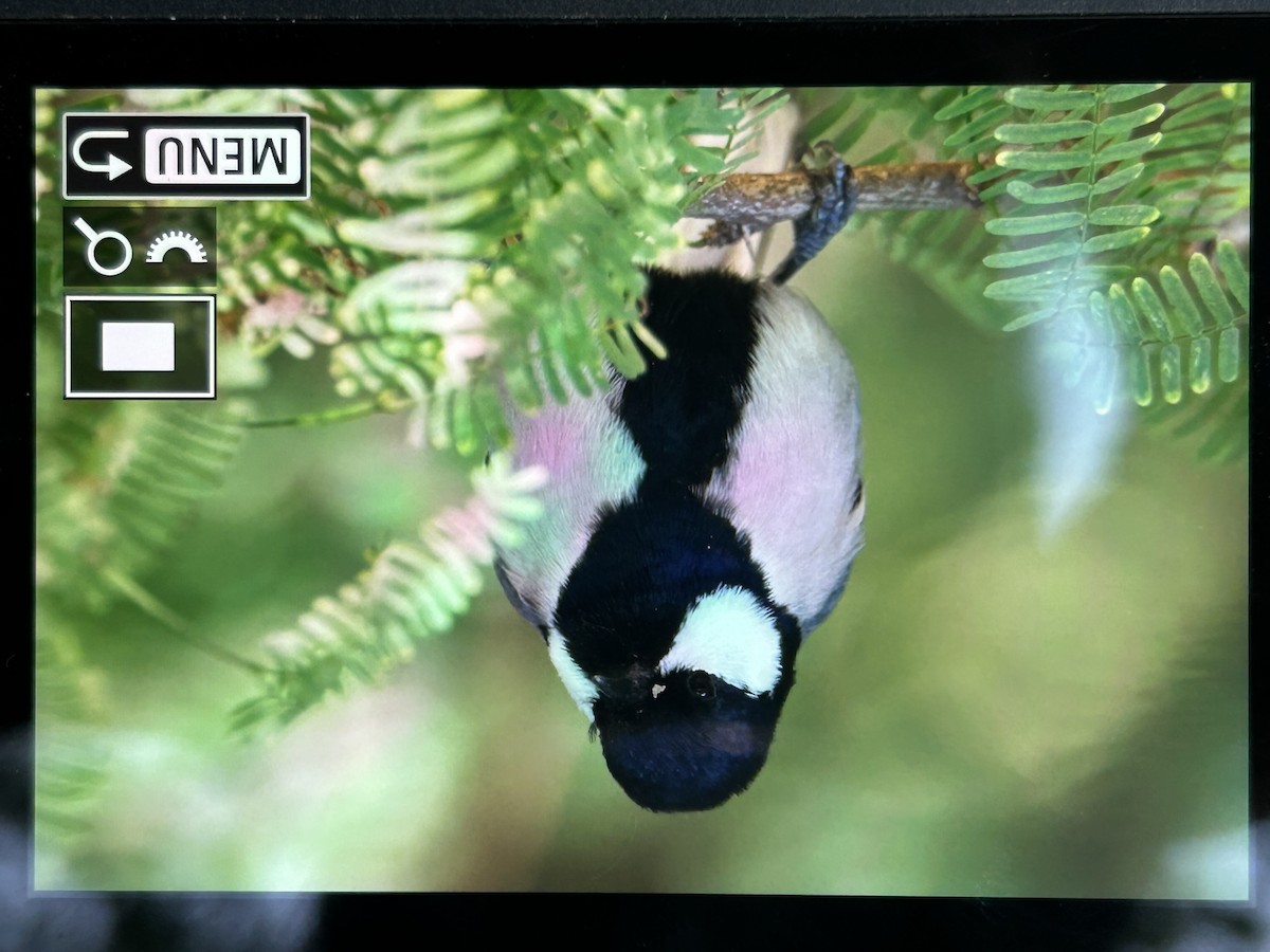 Asian Tit - ML647336946