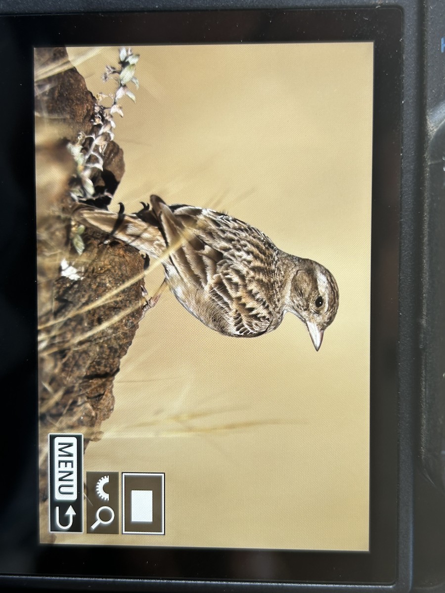 Mongolian Short-toed Lark - ML647336953