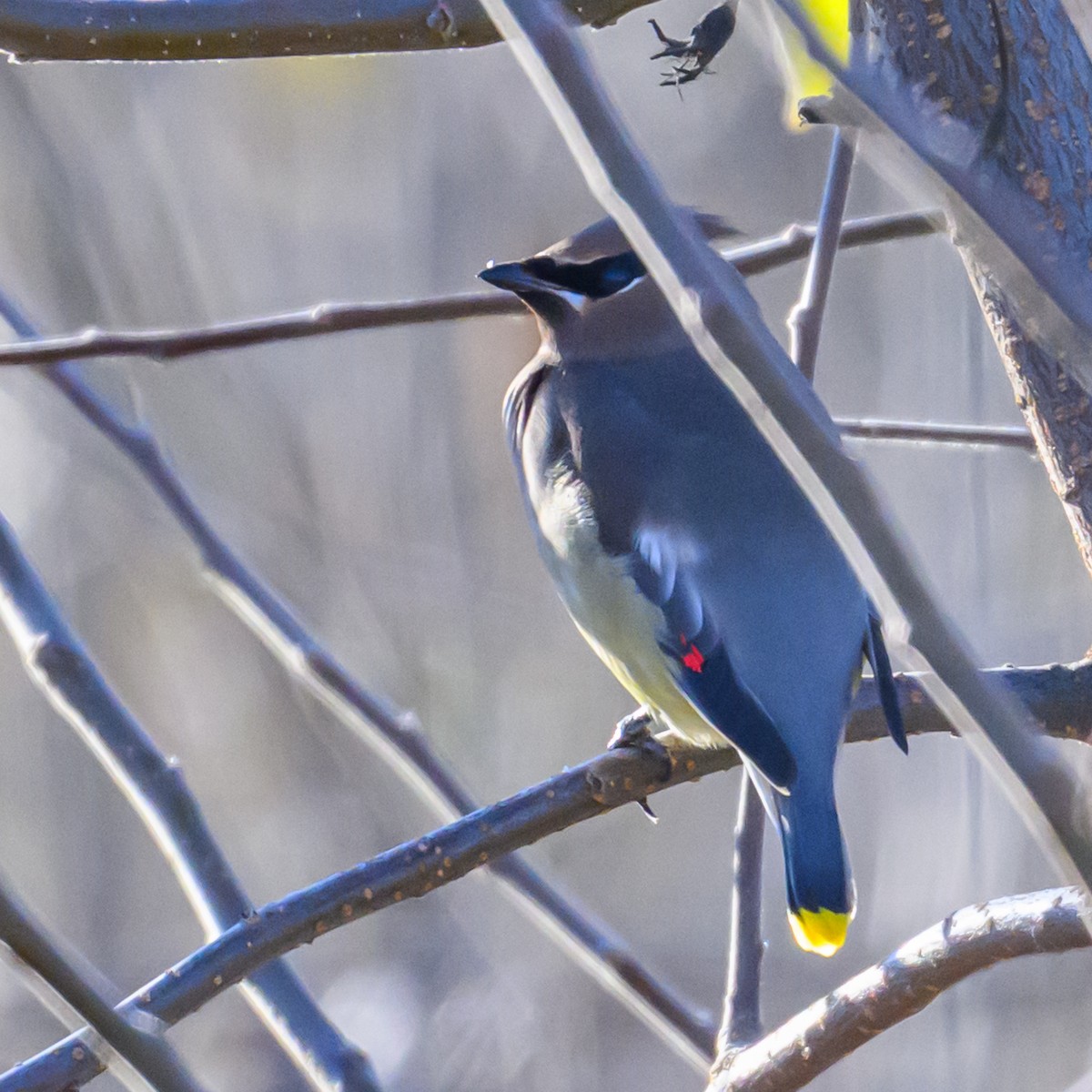 Cedar Waxwing - ML647336974