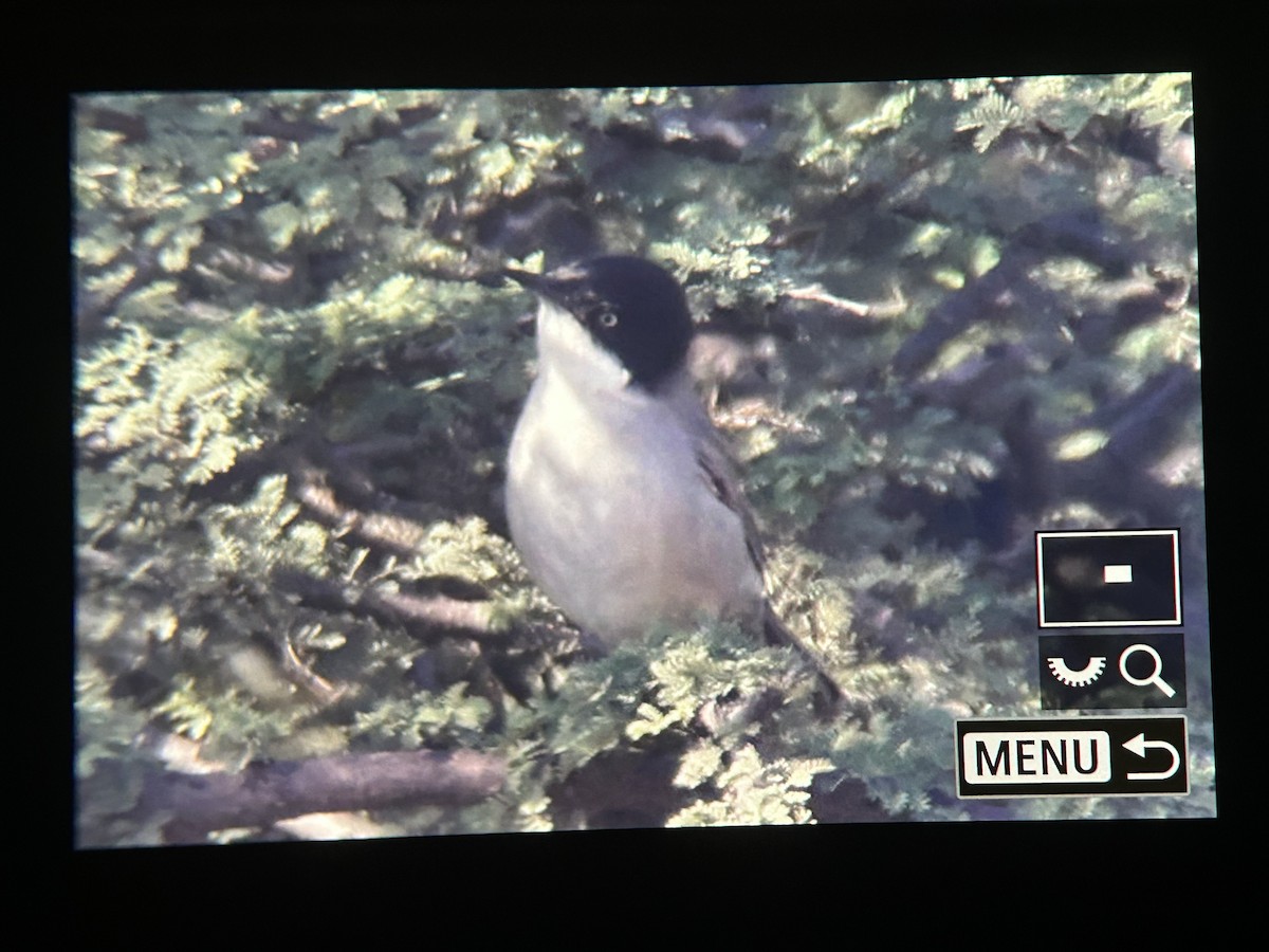 Eastern Orphean Warbler - ML647336977