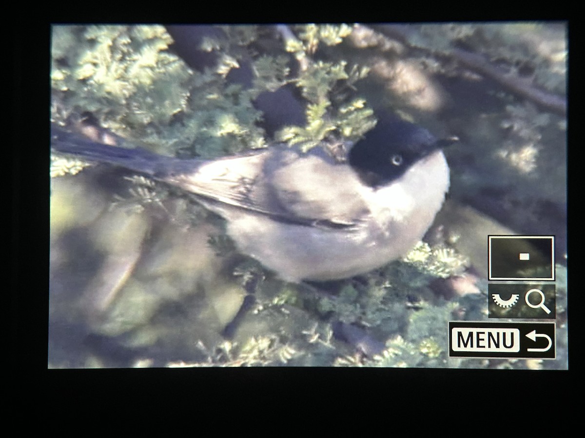 Eastern Orphean Warbler - ML647336978