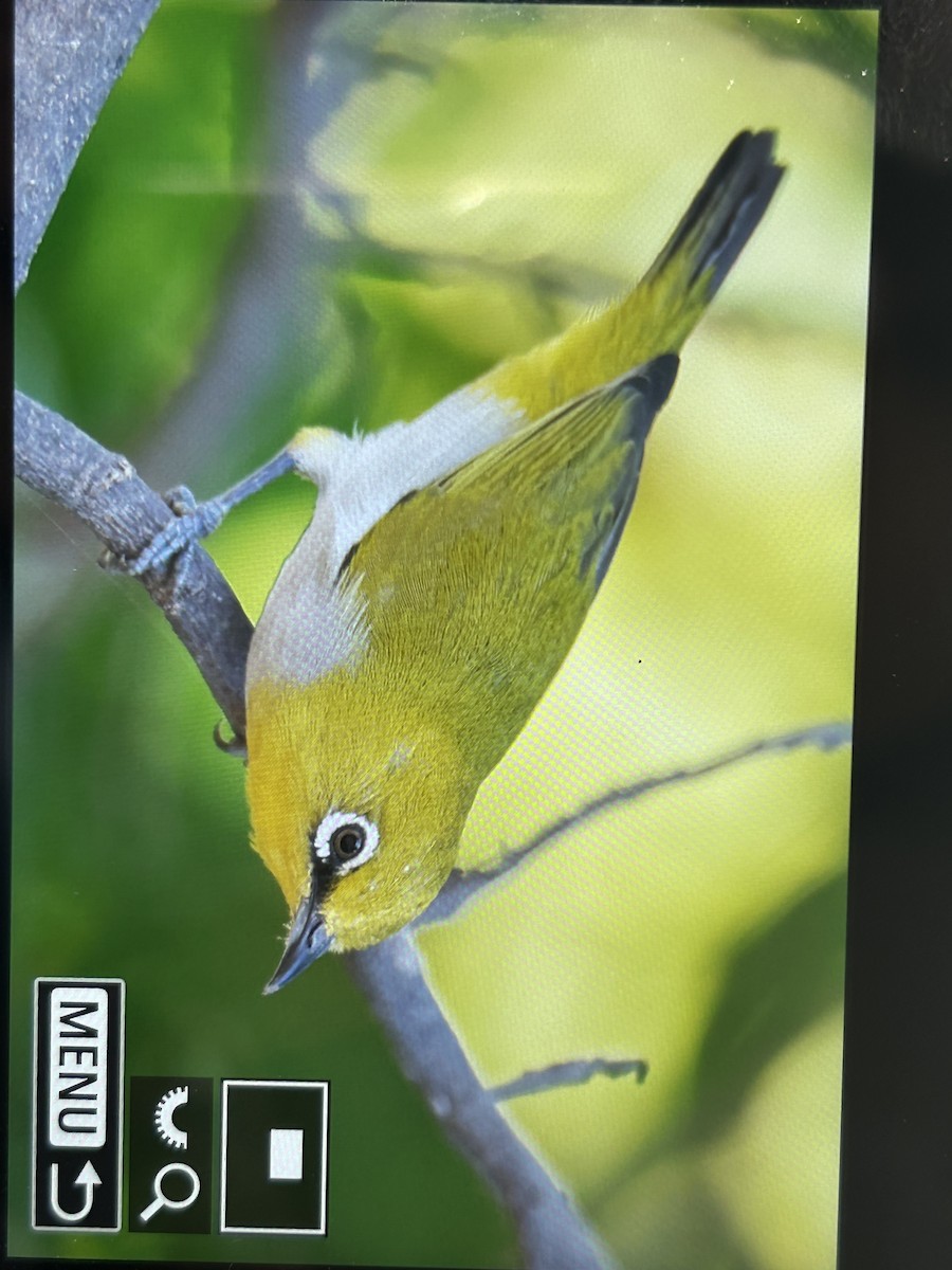 Indian White-eye - ML647336983