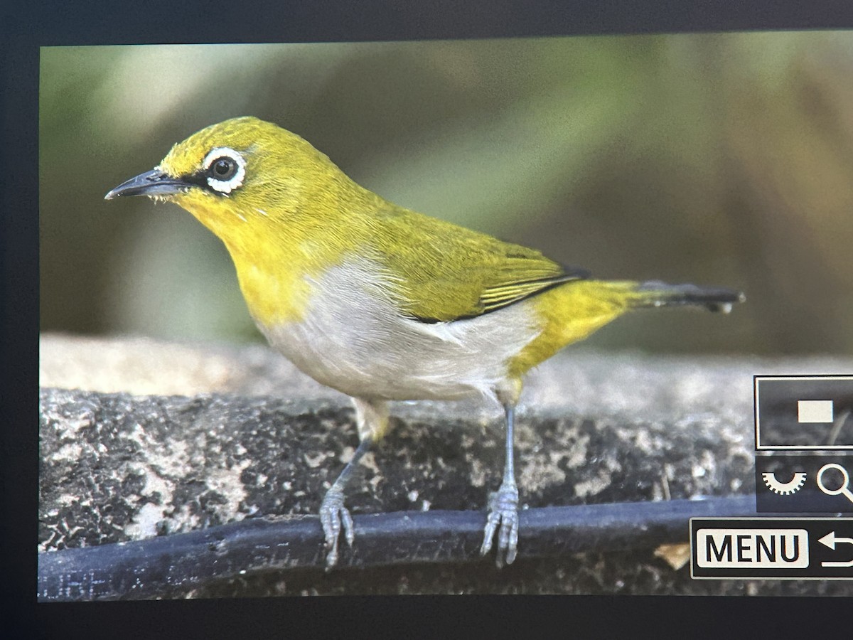 Indian White-eye - ML647336985