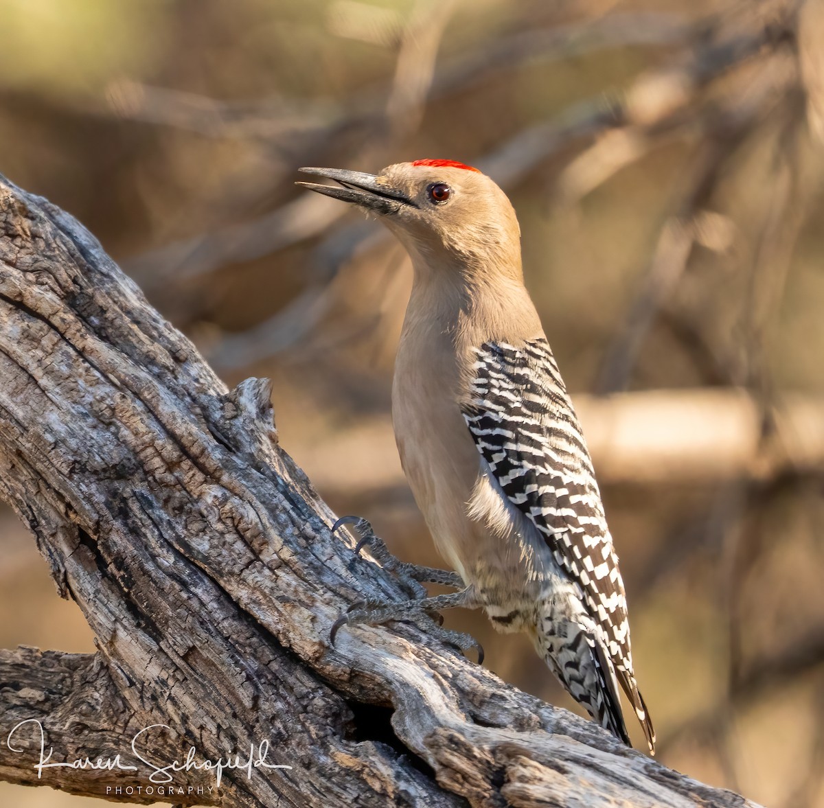 サバクシマセゲラ - ML647336990