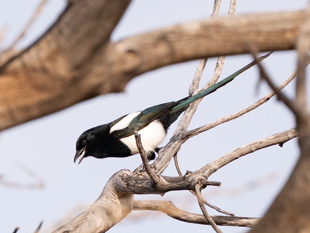 Black-billed Magpie - ML647336992