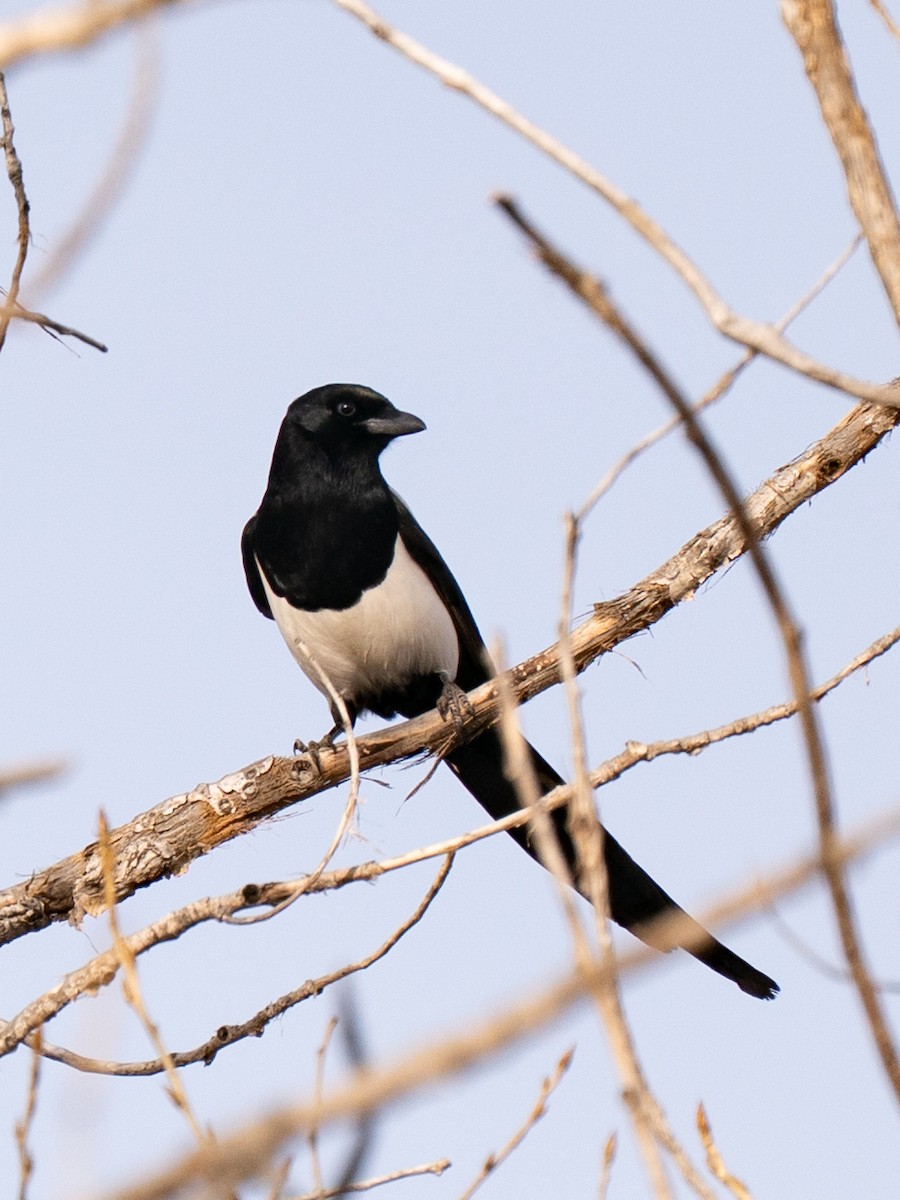Black-billed Magpie - ML647336993