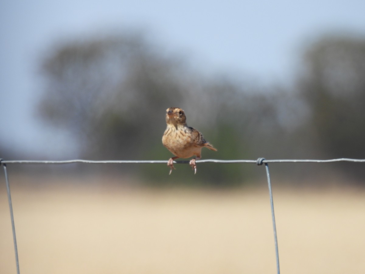 Singing Bushlark (Australasian) - ML647337004