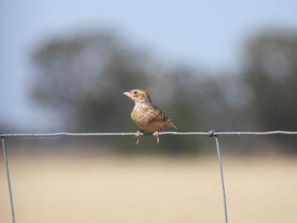 Singing Bushlark (Australasian) - ML647337005