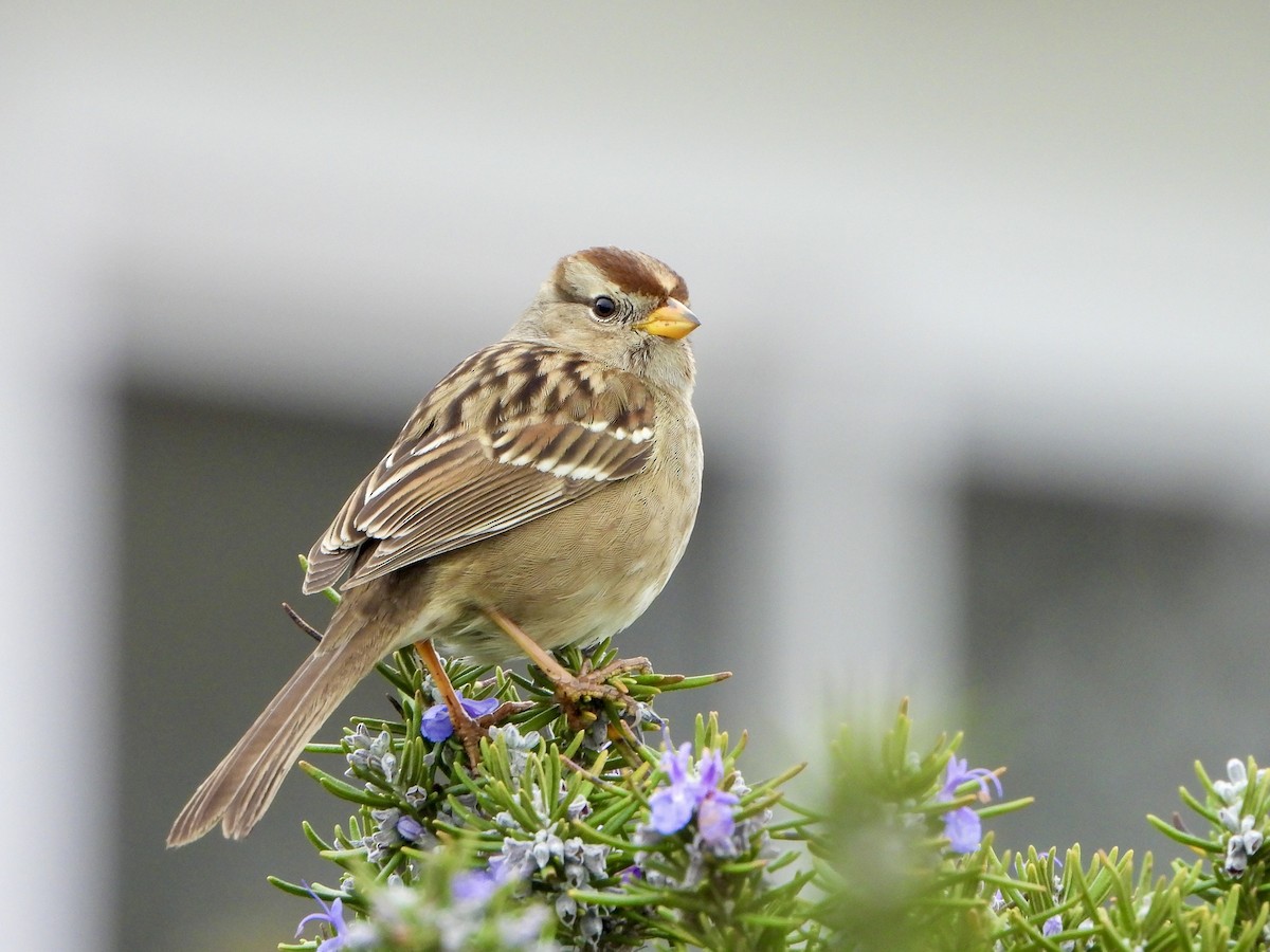 Porsuk Serçesi - ML647337006