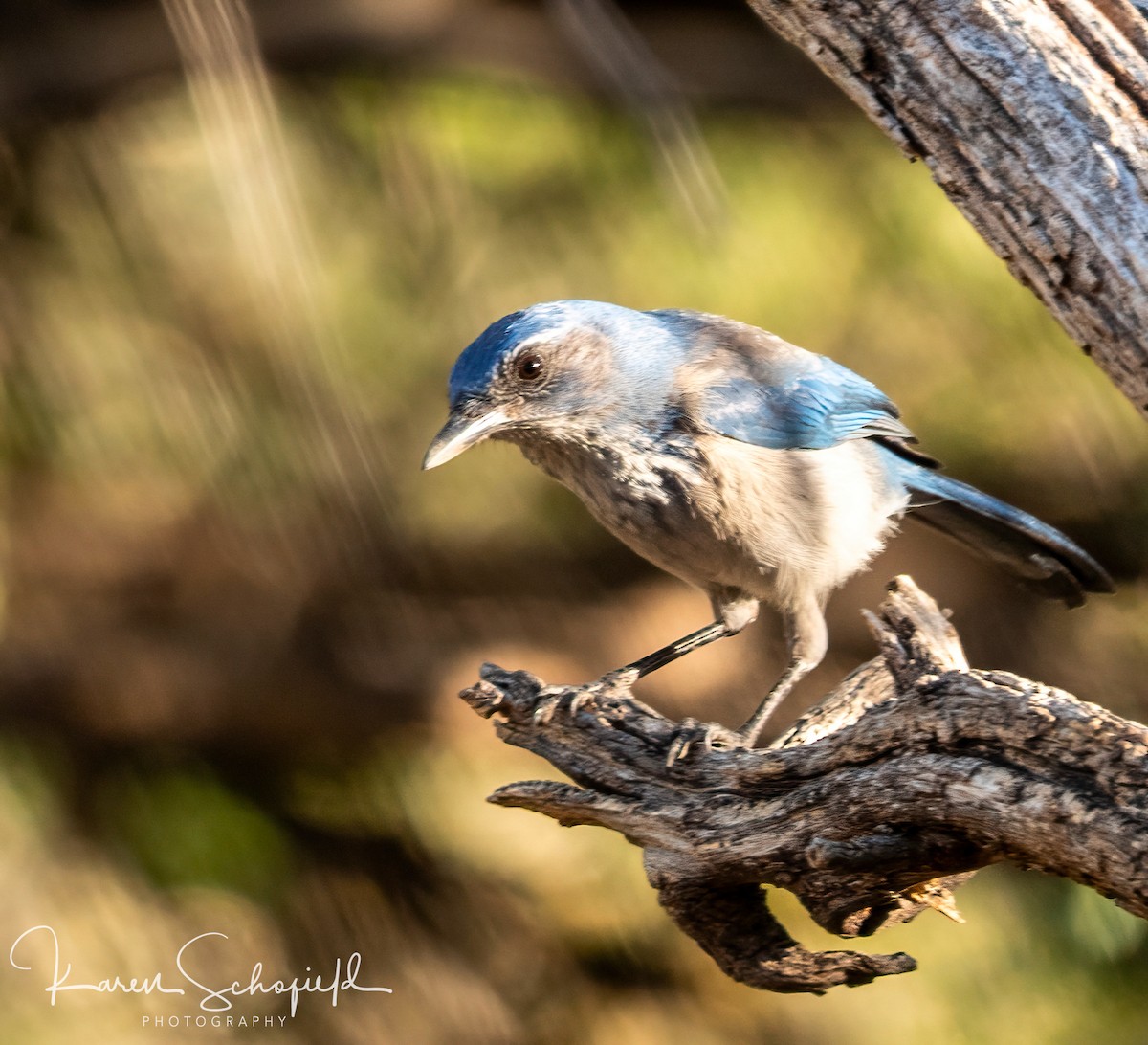 ウッドハウスカケス - ML647337007