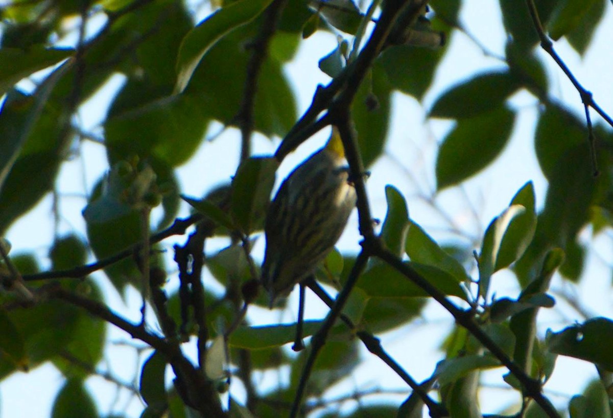 svartstripeblomsterfugl - ML647337011