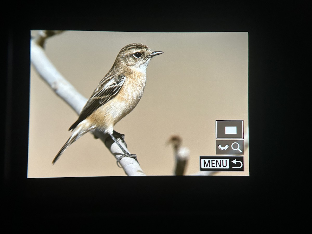 Siberian Stonechat - ML647337017