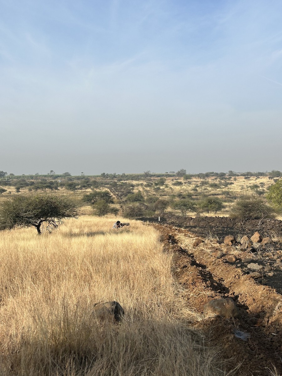 Siberian Stonechat - ML647337018