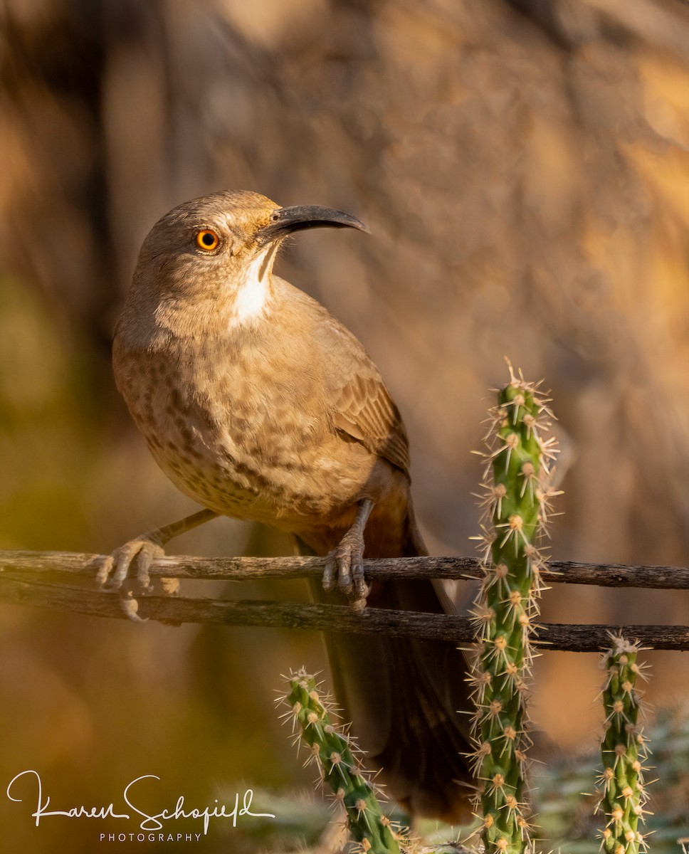 マルハシツグミモドキ - ML647337021