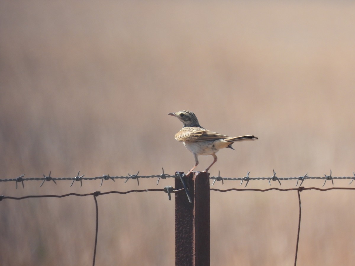 Australian Pipit - ML647337023