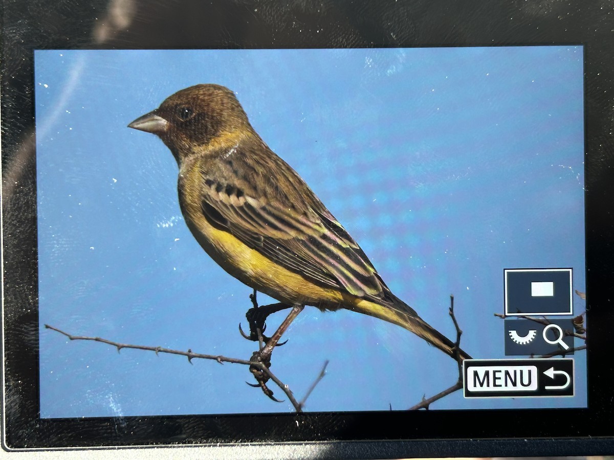 Red-headed Bunting - ML647337027