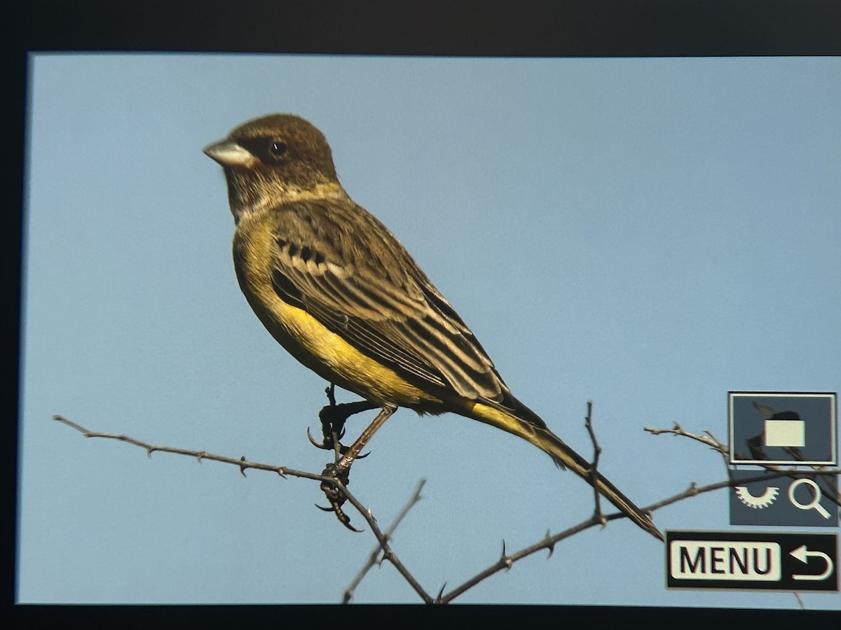 Red-headed Bunting - ML647337028