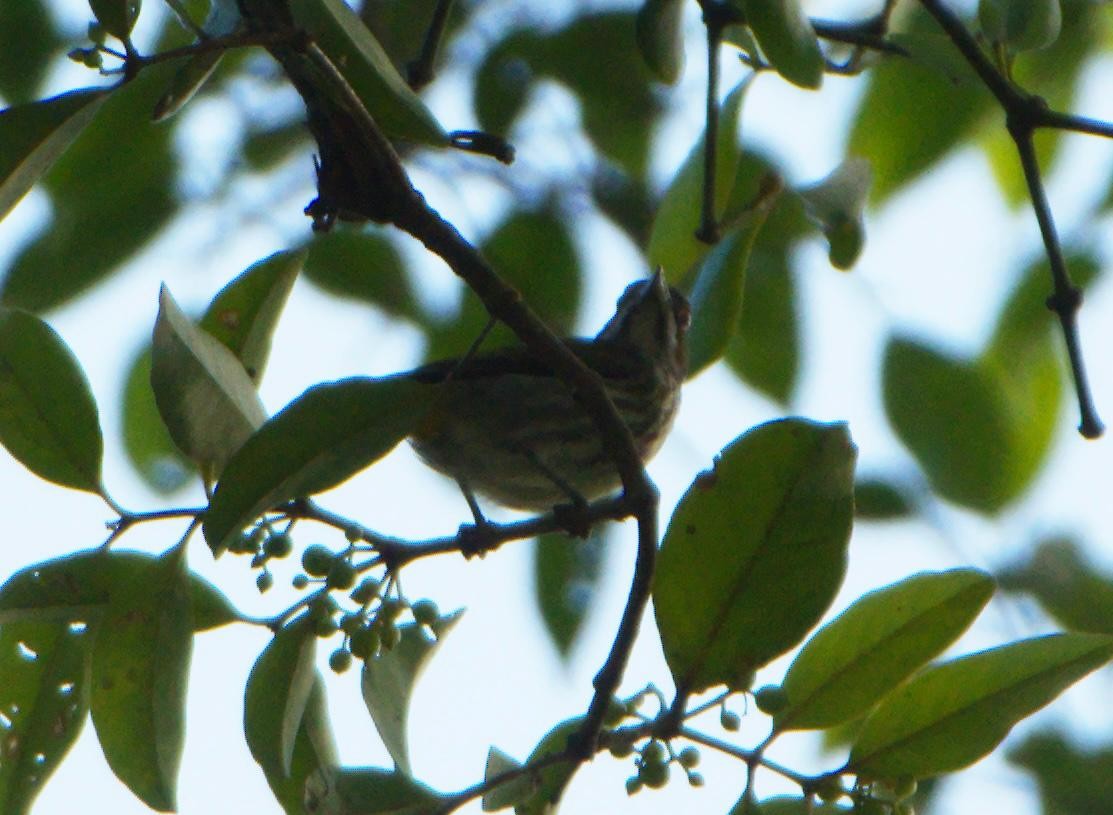 svartstripeblomsterfugl - ML647337029