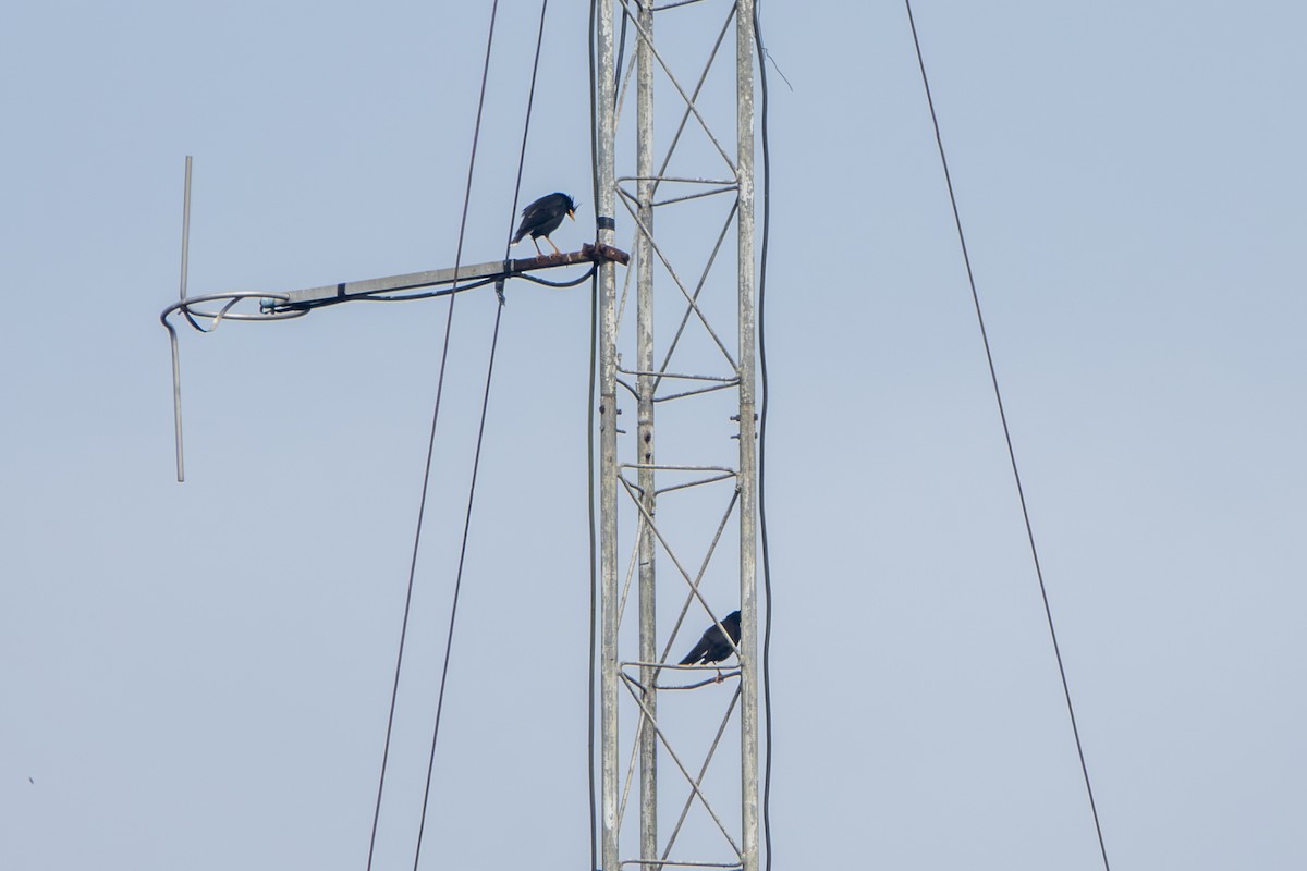 Great Myna - ML647337031