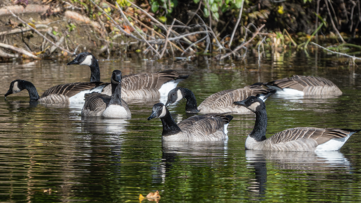 Canada Goose - ML647337032