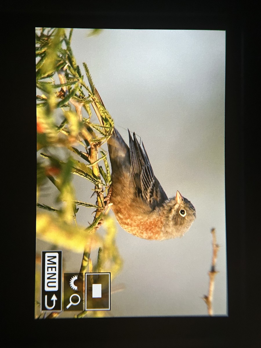 Gray-necked Bunting - ML647337035