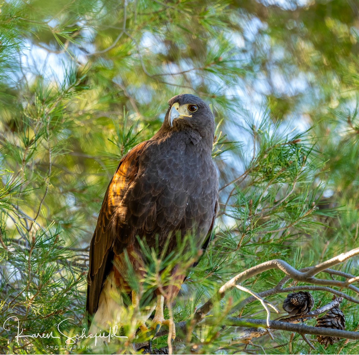 モモアカノスリ - ML647337036