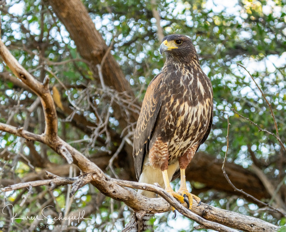 モモアカノスリ - ML647337037