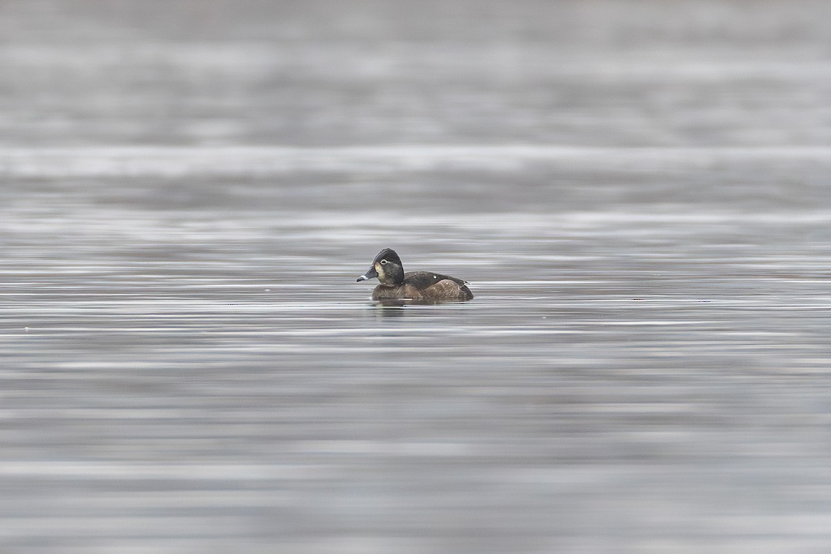 צולל צווארון - ML647337044