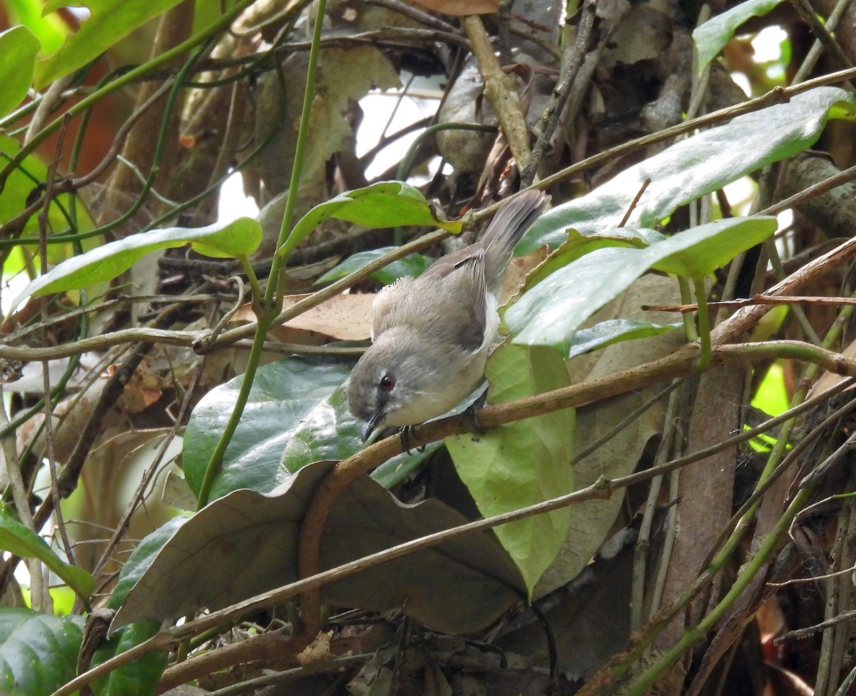 チャイロセンニョムシクイ - ML647337048