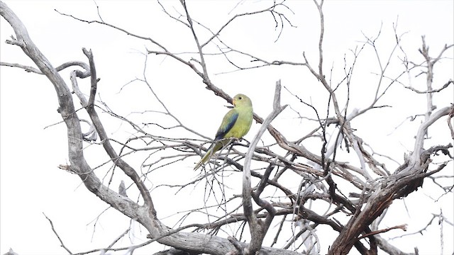 Папужка золотавий - ML647337056