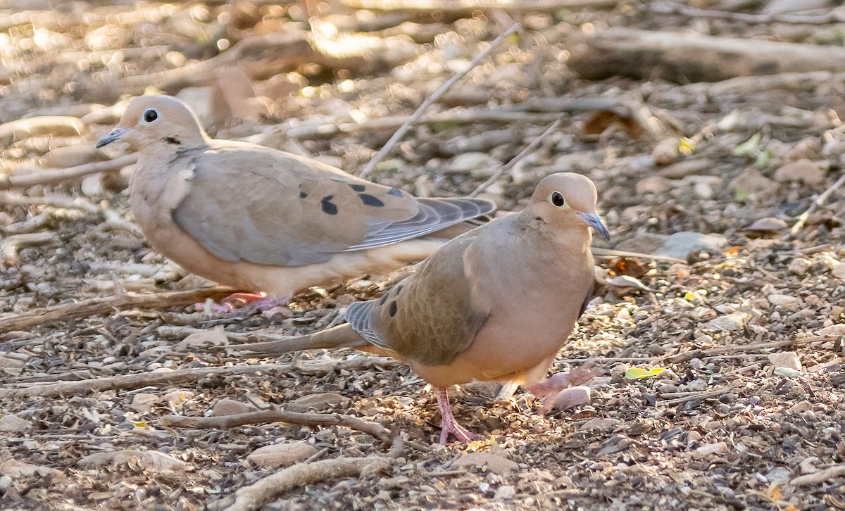 ナゲキバト - ML647337063