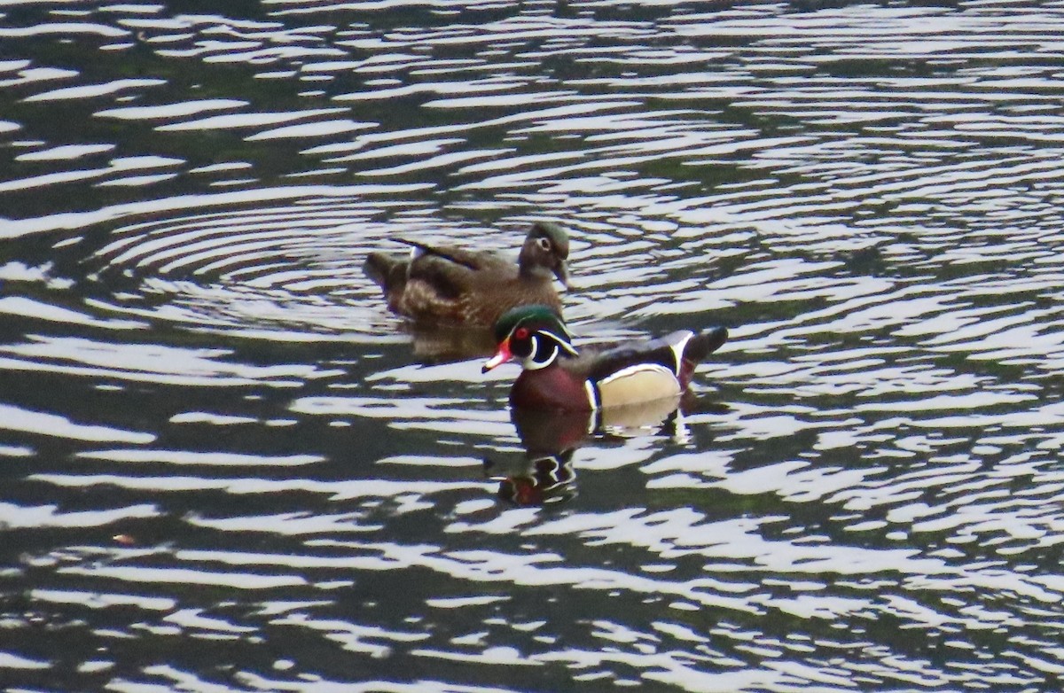 Ahate karolinarra - ML647337074