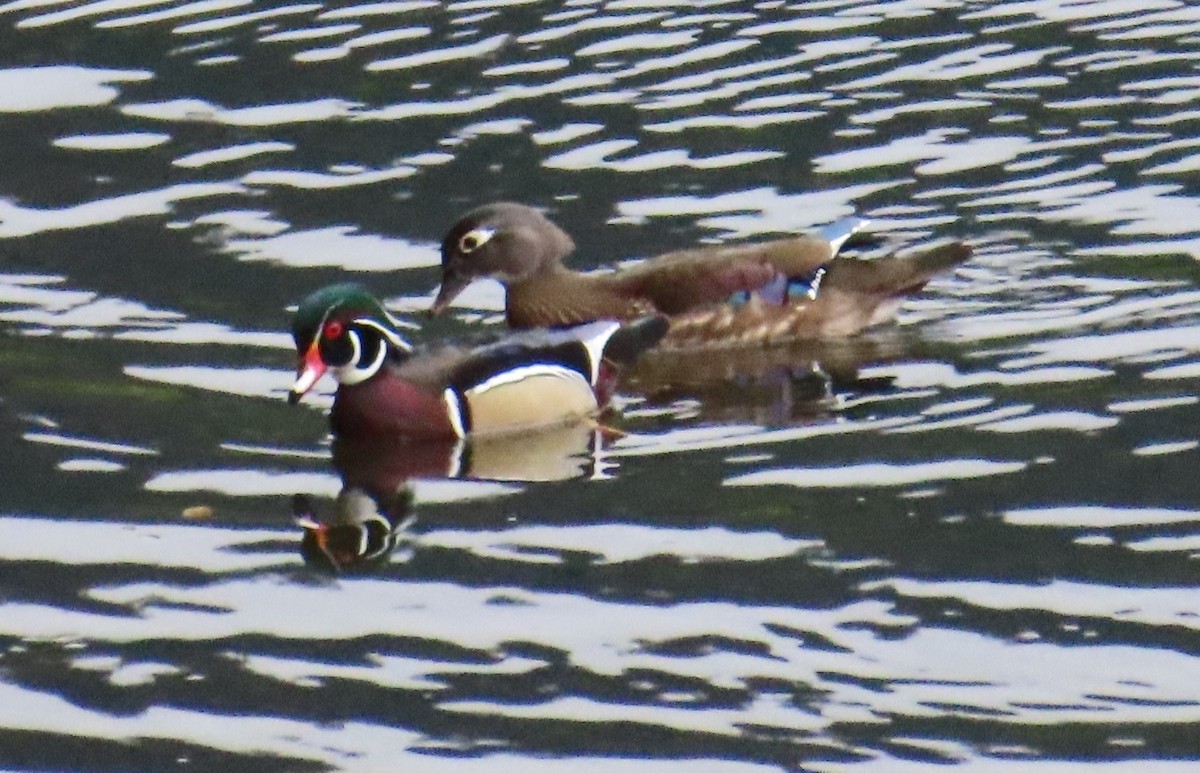 Ahate karolinarra - ML647337075